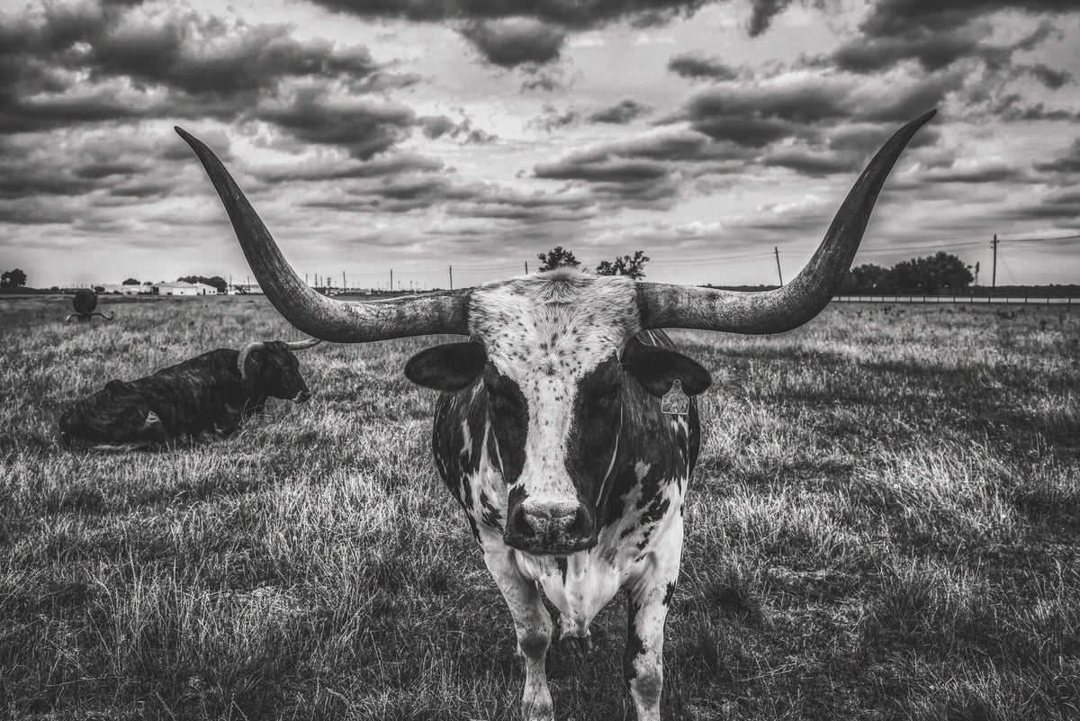 Black and white photograph of a longhorn steer standing in a grassy field under a dramatic cloudy sky, with another cow lying in the background.